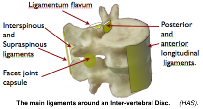 Spinal ligaments