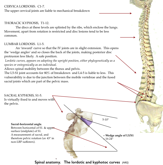 spinal anatomy