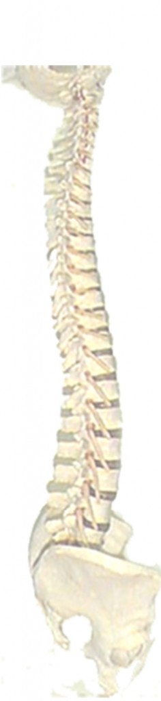 http://sittingsafely.com/spinal-anatomy/